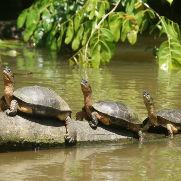 tortuigueros